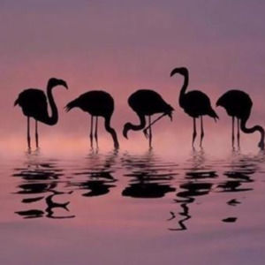 Meet your Posher, Channing